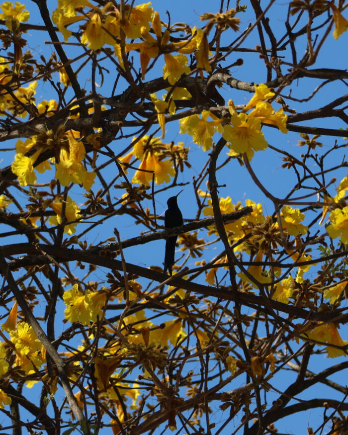 Temporada dos ipês colore as ruas de Juiz de Fora; saiba mais sobre essas espécies 2 IPE AMARELO FOTO LEONARDO COSTA 15
