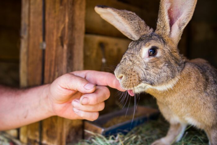 Confira 7 cuidados com coelhos de estimação 2 Confira 7 cuidados com coelhos de estimação