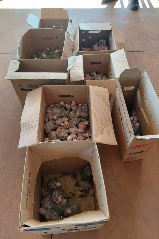Polícia apreende mais de 120 aves compradas por R$ 5 mil para o tráfico em Minas 1 Polícia apreende mais de 120 aves compradas por R$ 5 mil para o tráfico em Minas