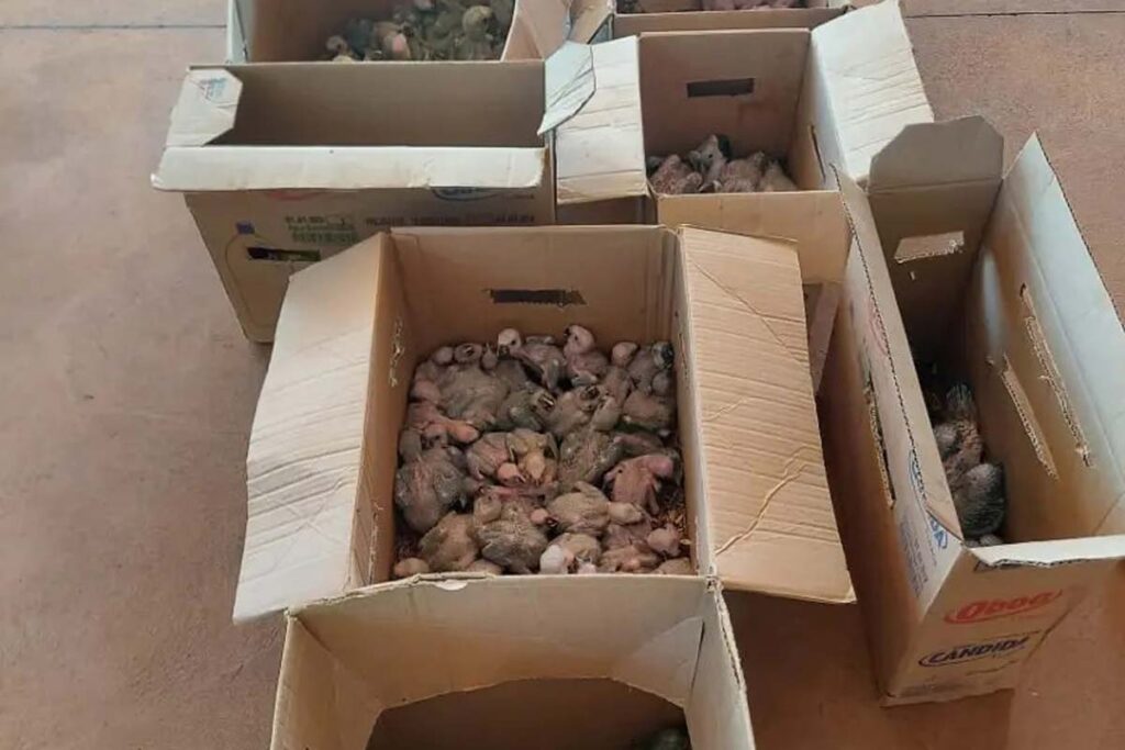 Polícia apreende mais de 120 aves compradas por R$ 5 mil para o tráfico em Minas 2 Polícia apreende mais de 120 aves compradas por R$ 5 mil para o tráfico em Minas