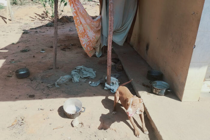 cães