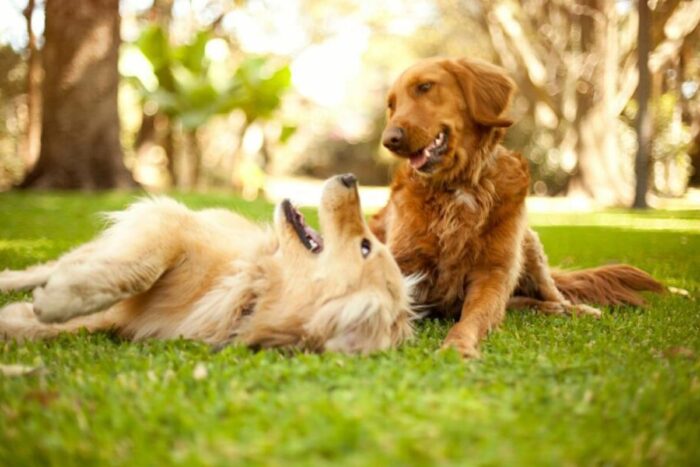 Confira 12 nomes ideais para cachorros sociáveis