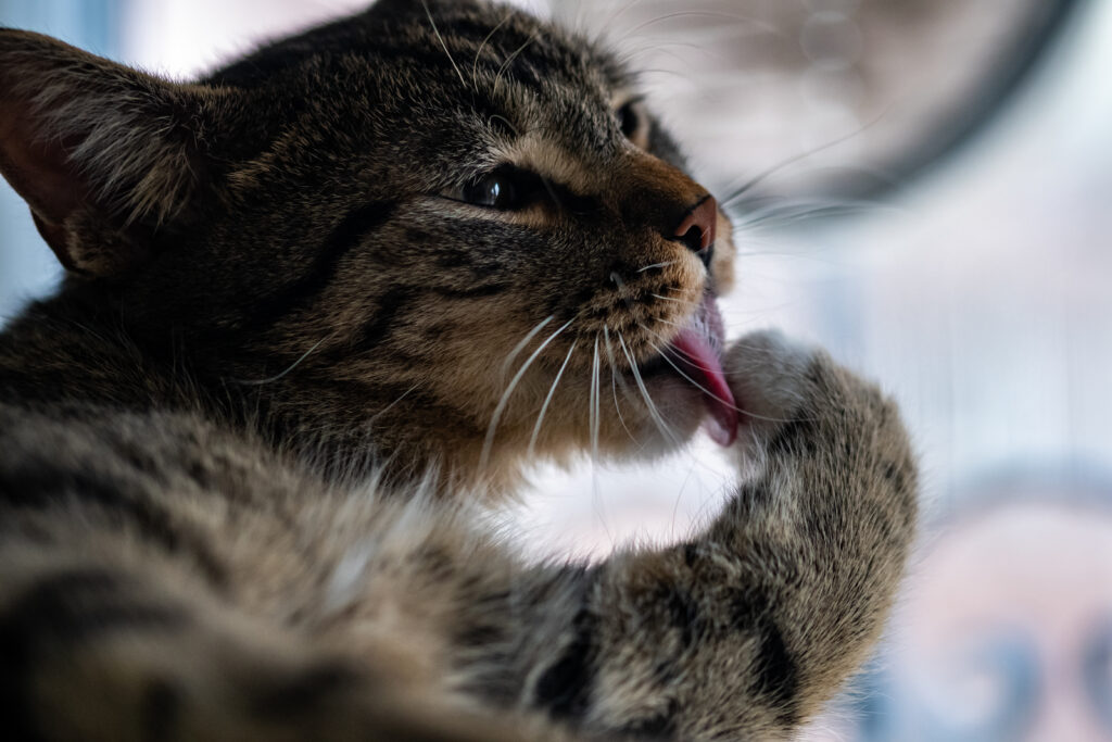 close de um lindo gato domestico lambendo pata e se limpando