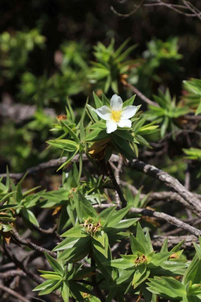 Serra do Espinhaço ganha destaque internacional com descoberta de quatro novas espécies de plantas 2 serra do espinhaço