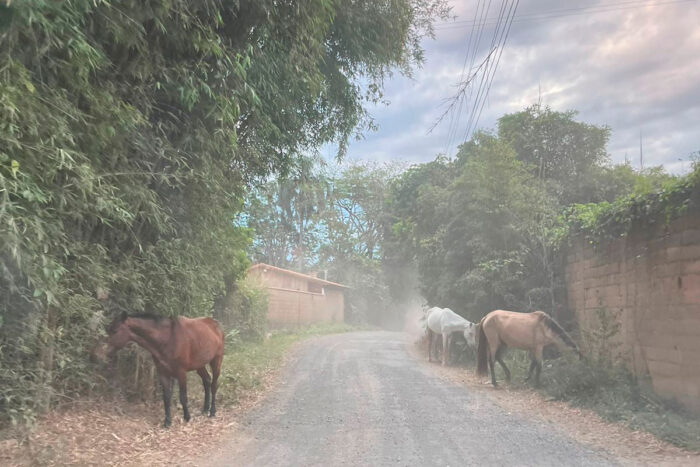 Resgate de cavalos soltos na rua passa por problemas estruturais e logísticos 1 Cavalos soltos em Juiz de Fora