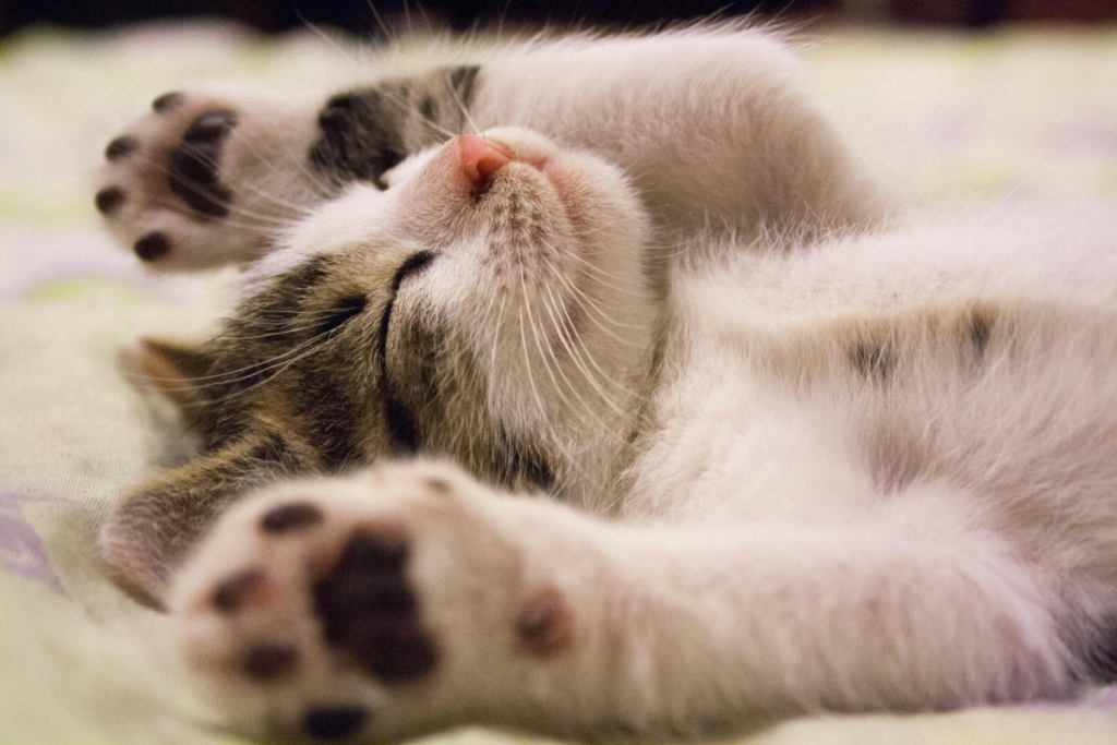 Gato dormindo Pexels