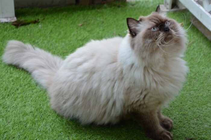 Gato himalaio Shutterstock