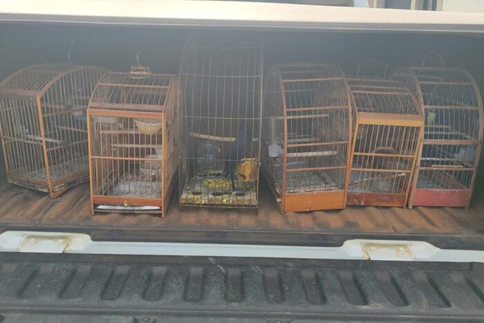 Operação conjunta na região resulta em prisão de foragido, apreensão de aves e multa de R$ 11 mil 1 Operação conjunta na região resulta em prisão de foragido, apreensão de aves e multa de R$ 11 mil