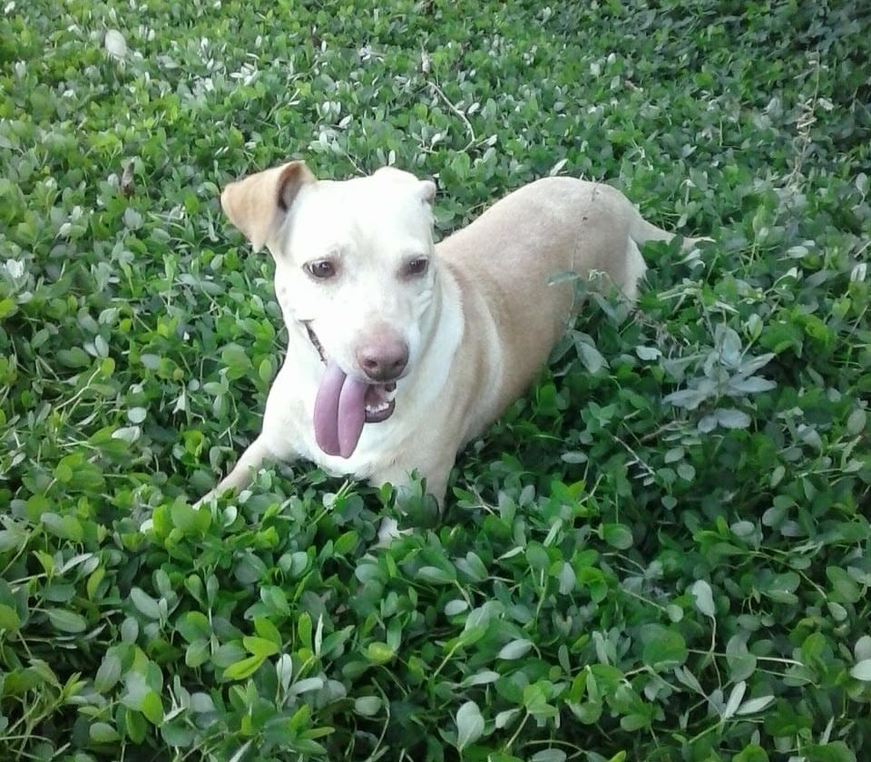 Conheça Val, taxista juiz-forana e apaixonada por pets Conheça Val, taxista juiz-forana e apaixonada por pets
