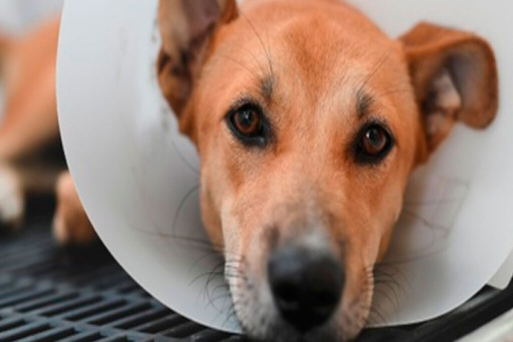 Agressores de animais em Juiz de Fora deverão pagar despesas de tratamento veterinário 1 agressor animais projeto divulgacao camara