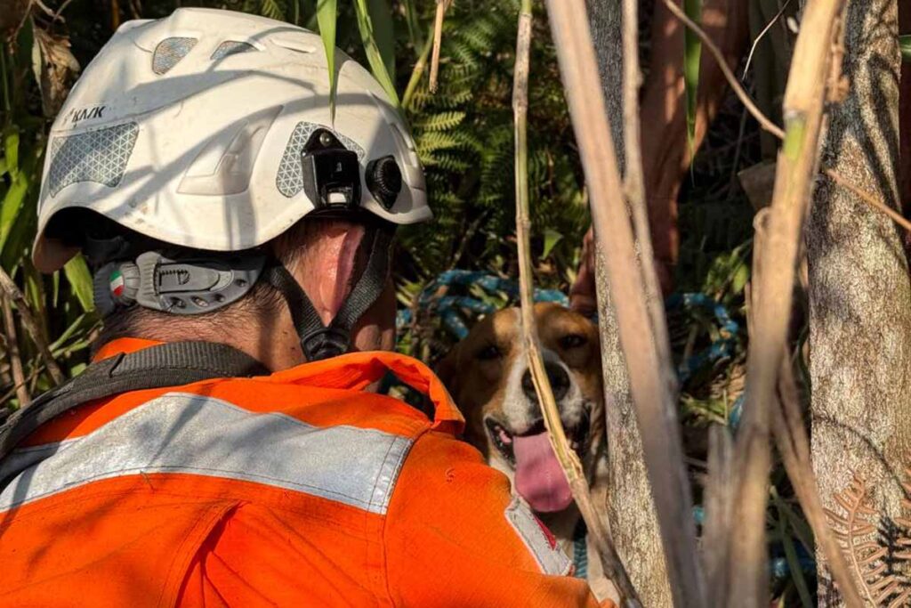 Bombeiros resgatam cão preso em pedreira de difícil acesso na região 3 bombeiros