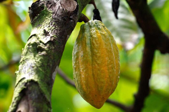 Levantamento aponta área plantada de 480 hectares de cacau em Minas 1 cacau