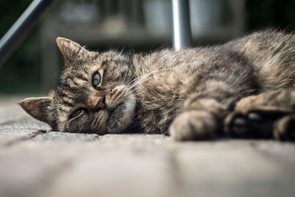 Homem é condenado a 2 anos de reclusão por atropelar e matar gatos 1 gato by freepik
