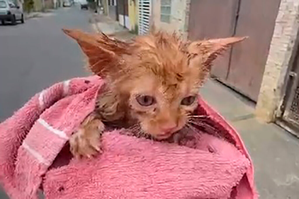 VÍDEO: Gato é salvo por bombeiros após ficar preso em cano 1 gato cano print reproducao editada