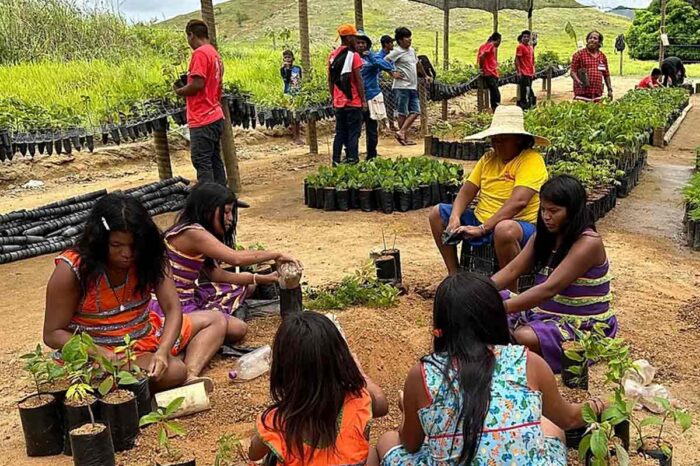 Projeto incentiva restauração ambiental e produção de alimentos em territórios indígenas de Minas 3 hamhi divulgacao
