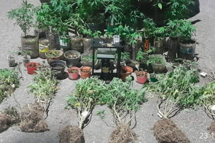 pés de maconha