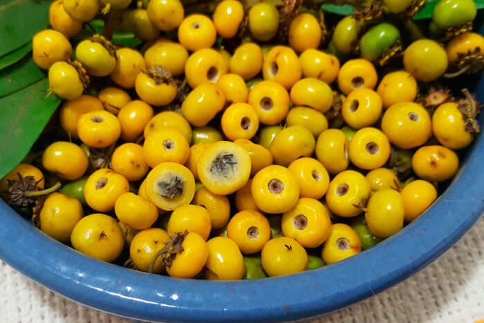 Fruta do Cerrado pode favorecer a saúde e entrar na sua rotina; veja 5 benefícios 1 murici foto edilson giacon