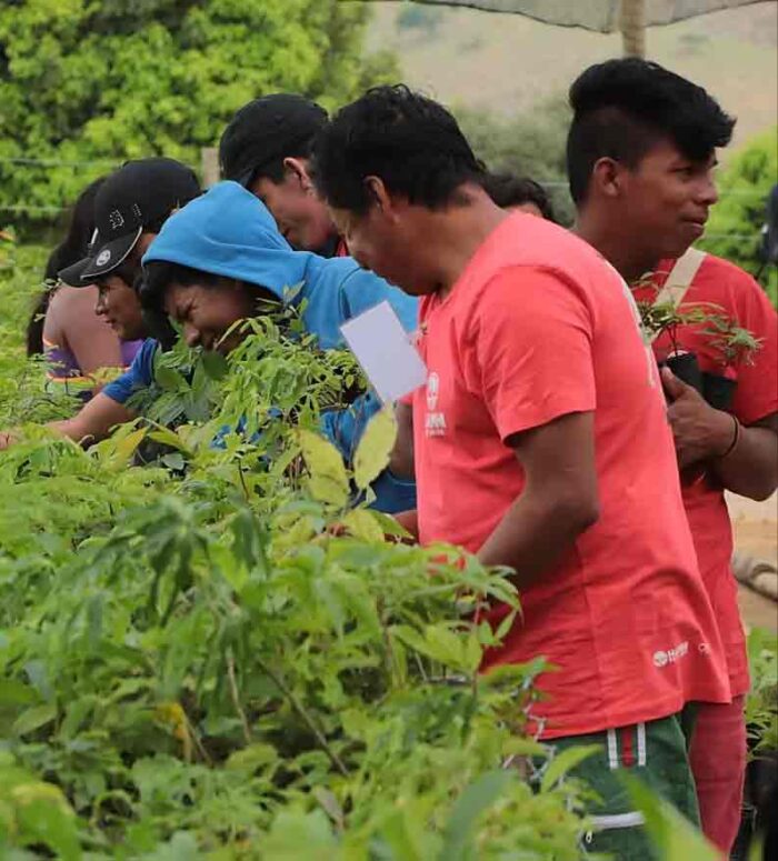 Projeto incentiva restauração ambiental e produção de alimentos em territórios indígenas de Minas 2 projeto Hamhi divulgacao