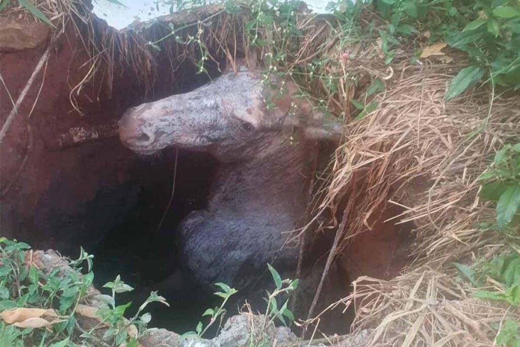 Bombeiros resgatam burro que caiu em fossa de esgoto em Barbacena 1 Burro cai em fossa Corpo de Bombeiros Divulgacao