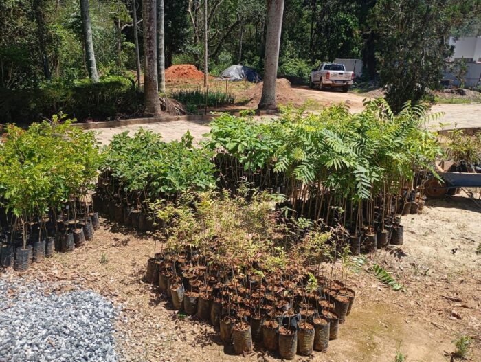 Crianças e jovens plantam mais de duas mil mudas nativas da Mata Atlântica em projeto mineiro 1 Criancas e jovens plantam mais de duas mil mudas nativas da Mata Atlantica em projeto mineiro 1
