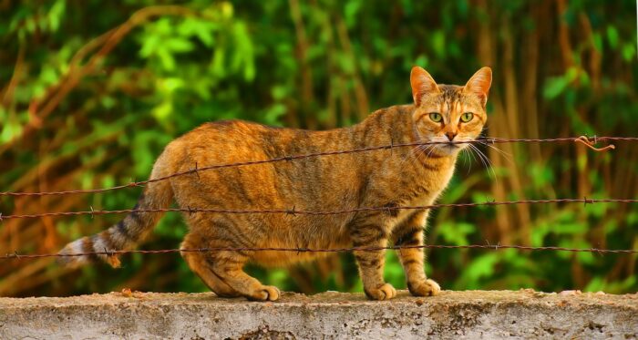 ESPECIAL PET 1 PIXABAY