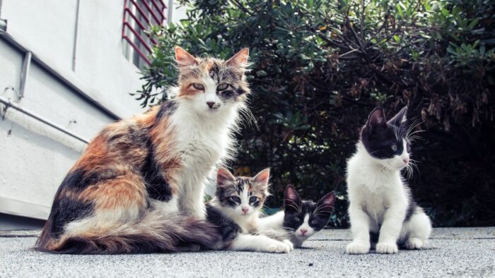 ESPECIAL PET 4 PEXELS
