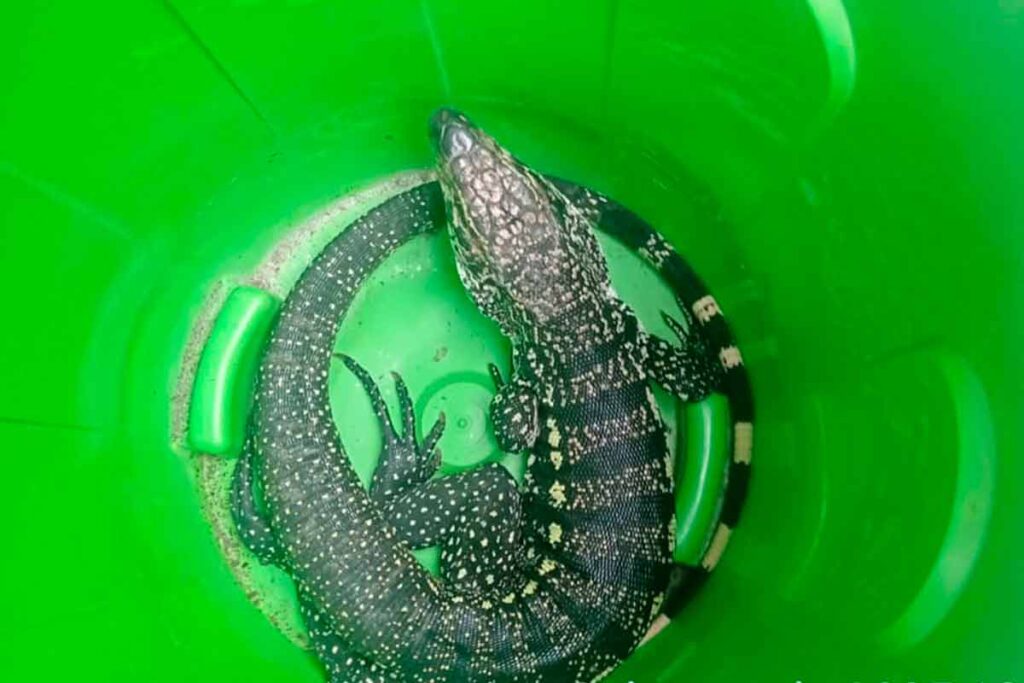 VÍDEO: Lagarto é encontrado dentro de casa em cidade da região 3 Lagarto apreendido Divulgacao Defesa Civil