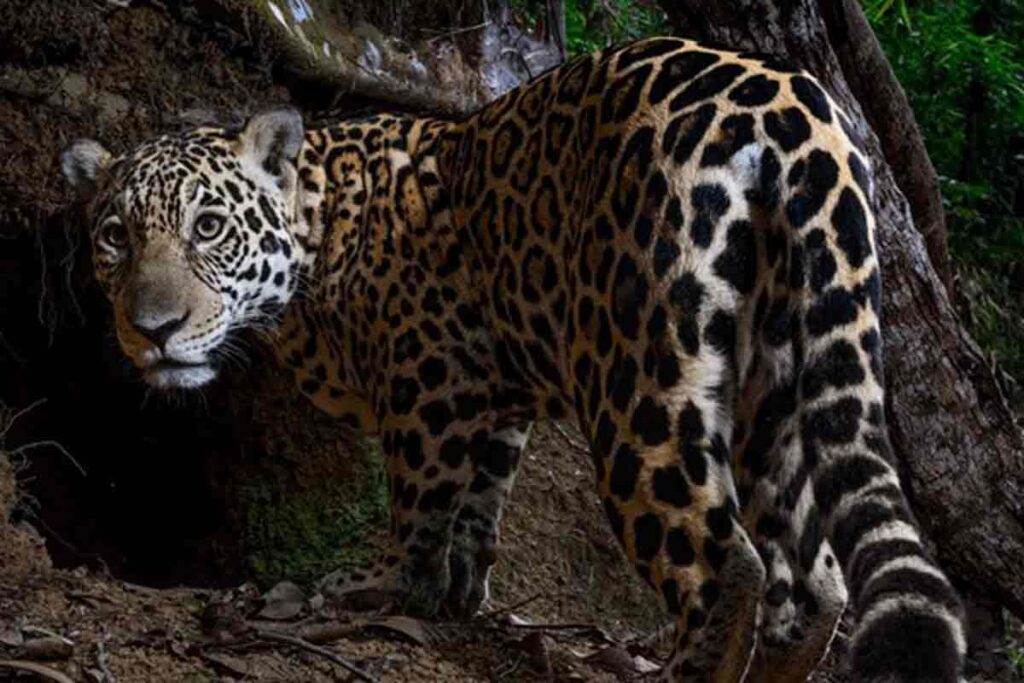 Parque que abrigou onça-pintada vista em Juiz de Fora ganha destaque com foto no National Geographic; veja 2 onça