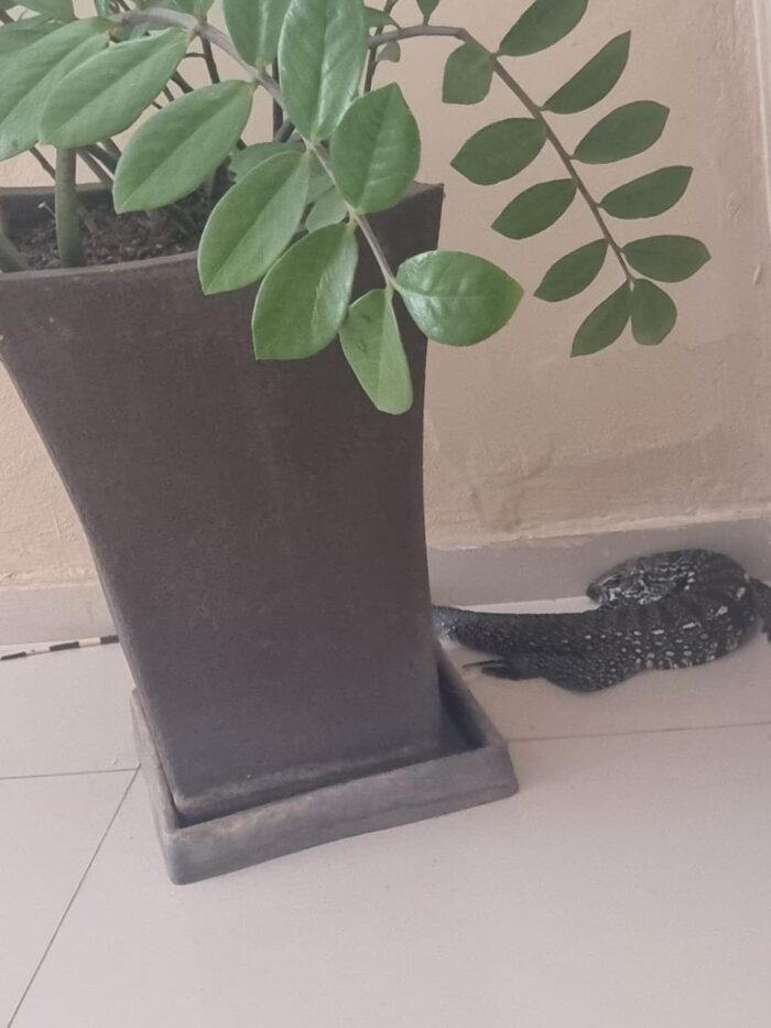 VÍDEO: Lagarto é encontrado dentro de casa em cidade da região 1 lagarto