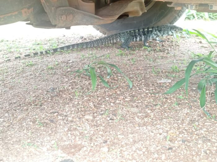 VÍDEO: Lagarto é encontrado dentro de casa em cidade da região 2 LAGARTO