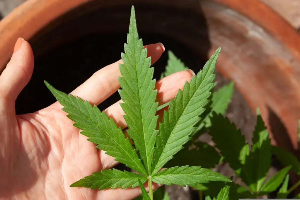 AO VIVO NA ANTENA 1: direitos do consumidor, autocuidado, cannabis medicinal e TEA, herança e mais: acompanhe o Tribuna no Ar 1 Cannabis medicinal: STJ adia prazo para regulamentação do plantio