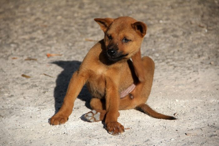 dog 1559746 1280