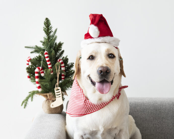 labrador retriever bonito vestindo um chapeu de natal
