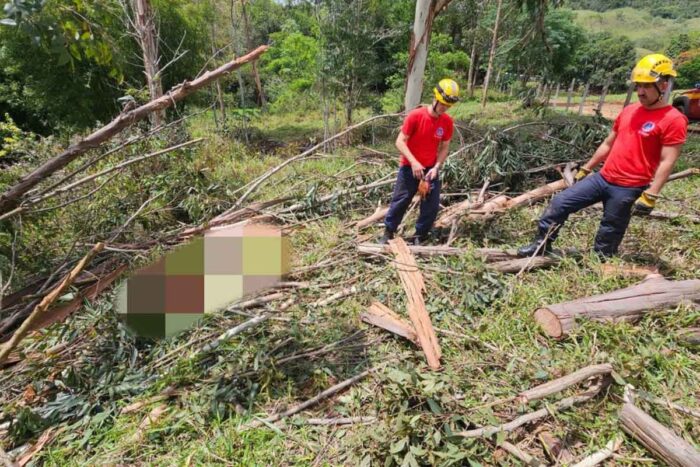 Homem corta eucalipto e é morto atingido por tronco de 30 metros 1 Homem corta eucalipto e é morto por tronco de 30 metros