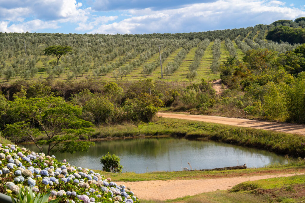 Em meio à natureza, Reserva Querubins tem produção de cachaça e azeite 5 Reserva Querubins