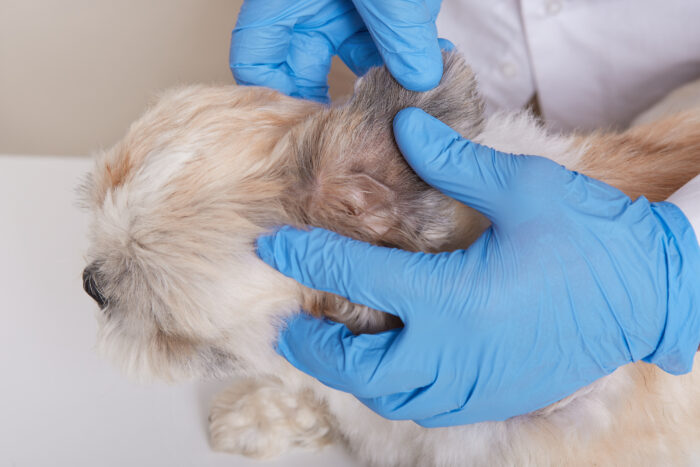 veterinario em luvas de latex azuis verificando orelha cao doente na clinica veterinaria 1