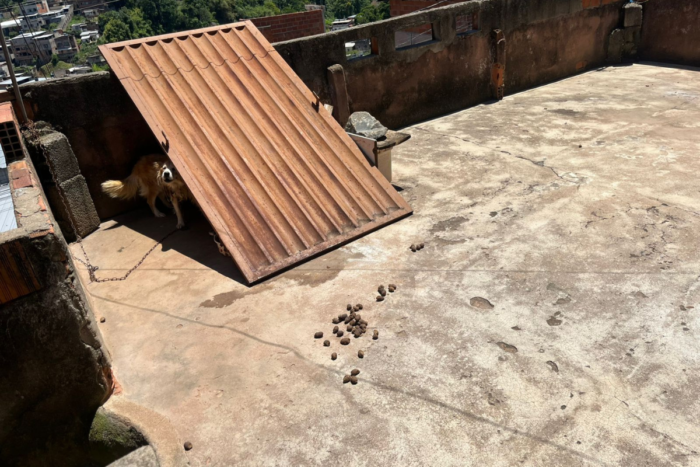 Cachorro é encontrado abandonado, preso a corrente e sem alimentação em Juiz de Fora 1 cachorro