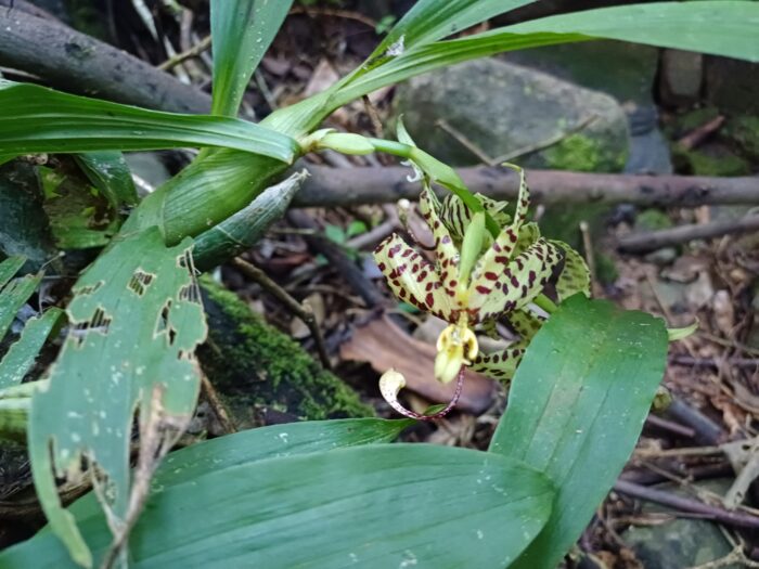 Orquídea rara é registrada pela primeira vez em Ubá e corrige lacuna histórica em Minas Gerais; veja fotos 1 Cycnoches pentadactylon 1