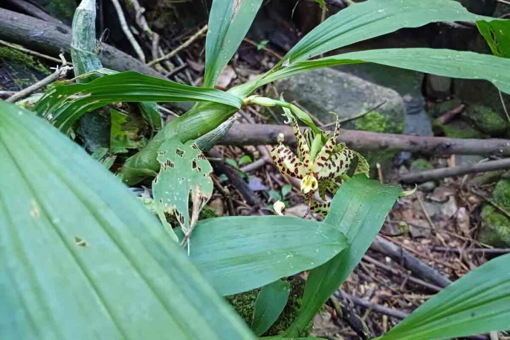 Orquídea rara é registrada pela primeira vez em Ubá e corrige lacuna histórica em Minas Gerais; veja fotos 4 Cycnoches pentadactylon 2 1