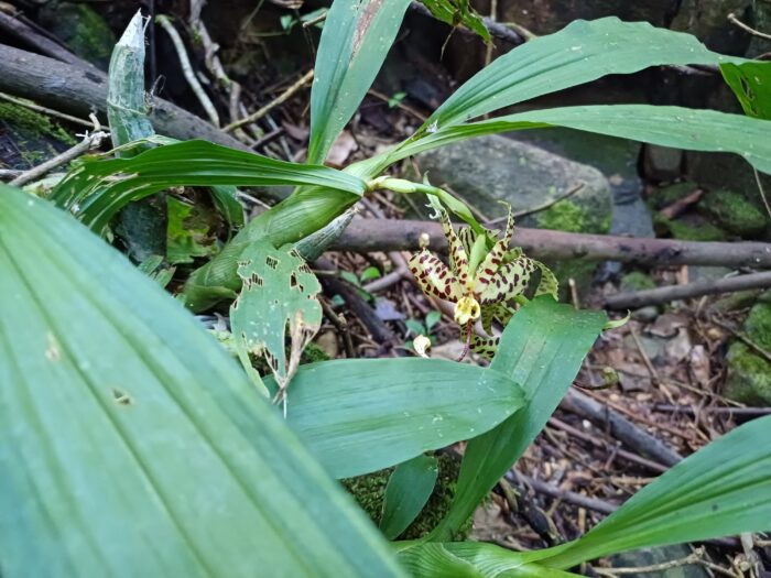 Orquídea rara é registrada pela primeira vez em Ubá e corrige lacuna histórica em Minas Gerais; veja fotos 2 Cycnoches pentadactylon 2