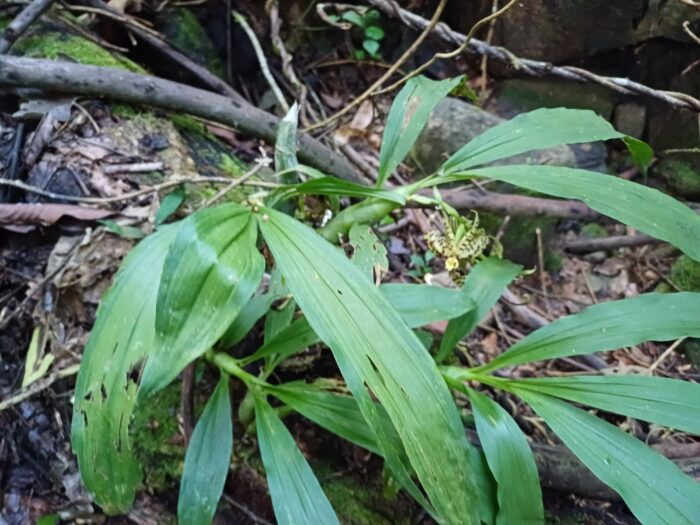 Orquídea rara é registrada pela primeira vez em Ubá e corrige lacuna histórica em Minas Gerais; veja fotos 3 Cycnoches pentadactylon 3