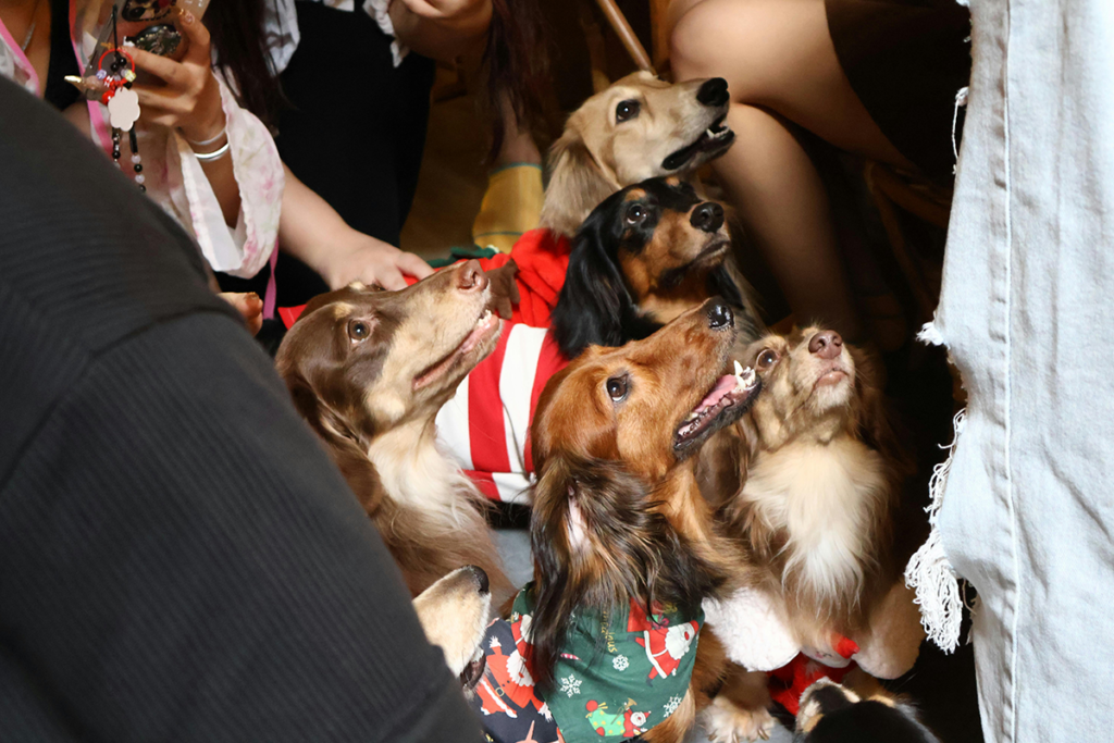 Visitas no Natal: 8 dicas para preparar o seu pet para as alterações na rotina 2 Veja 8 dicas para preparar o pet para receber visitas no Natal