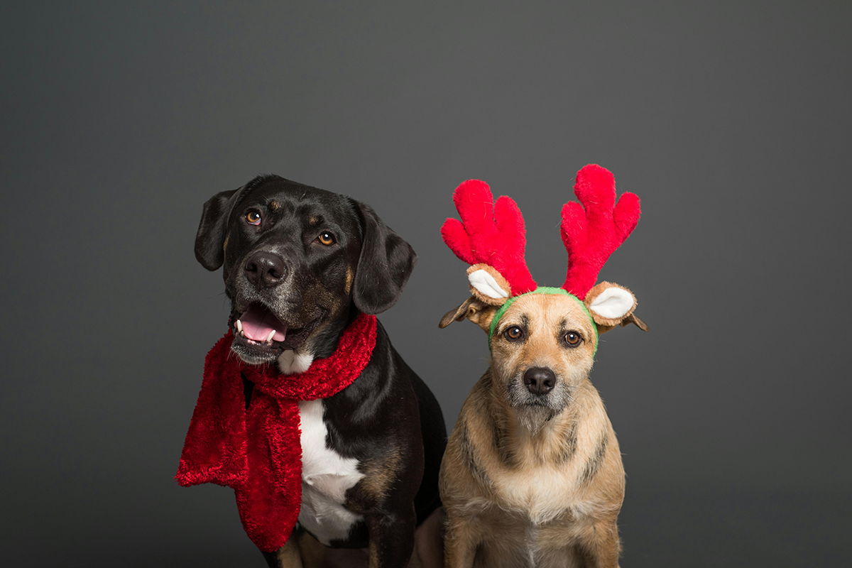 Visitas no Natal: 8 dicas para preparar o seu pet para as alterações na rotina 1 Veja 8 dicas para preparar o pet para receber visitas no Natal