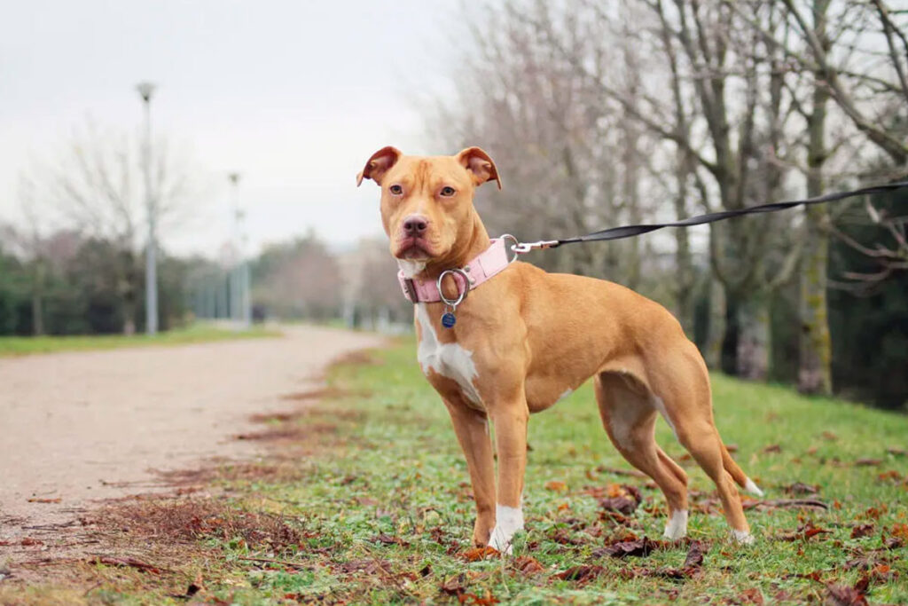 Empresa de adestramento é condenada por morte de cão durante prestação de serviço 1 american pirbull reproducao zooplus