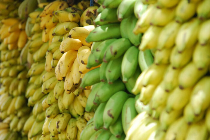 Pesquisadores detectam substâncias tóxicas em alimentos cultivados em áreas afetadas pelos rejeitos de Mariana 1 banana reproducao agencia brasil