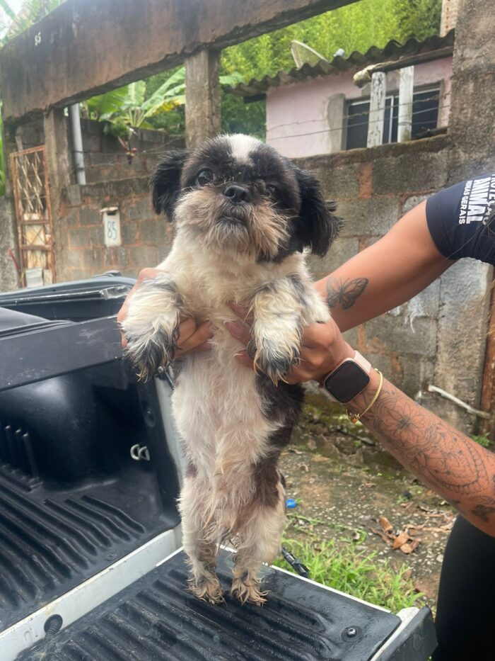 Operação apreende simulacro de arma de fogo, facão e algema em mandado contra violência doméstica 2 cachorro pcmg