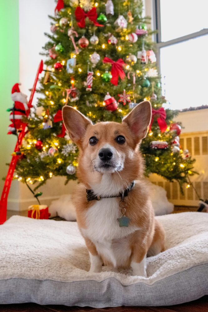 especial pet pexels