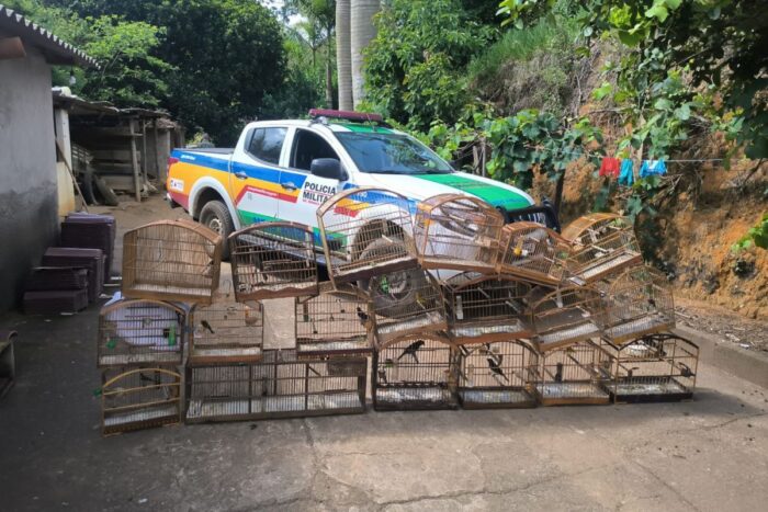 Idoso é preso e multado em mais de R$ 30 mil por manter pássaros em cativeiro 1 Idoso é preso e multado em mais de R$ 30 mil por manter pássaros em cativeiro