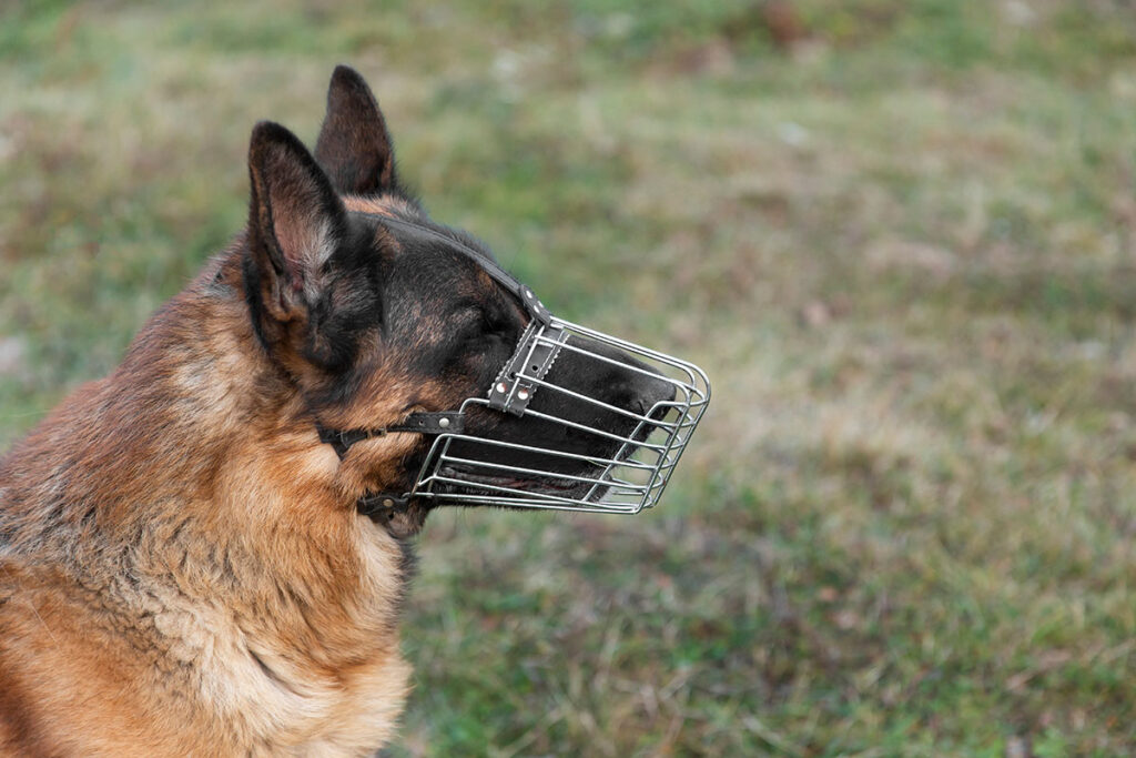 Câmara aprova focinheira para cães acima de 20 quilos