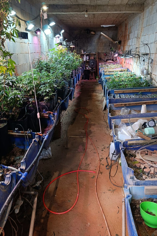 PM localiza plantação de maconha na Zona Rural de Lima Duarte 1 plantacao de maconha PMMG